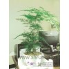 上海室内绿植租赁 上海绿植租赁价格 上海花卉绿植批发 如画供